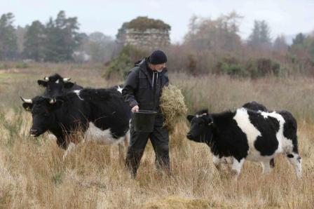 Culloden Battlefield cows (01 of 10)